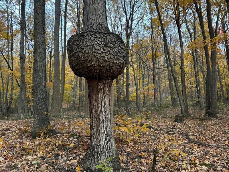 329 Kinzer Road, Bainbridge, OH 45612 Photo 75