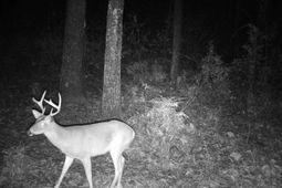 6336 North Road photo 4