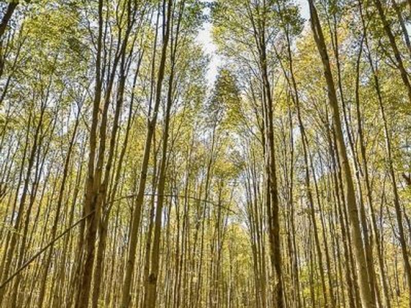 2111 Mechanicsville Road, Rock Creek, OH 44084 Photo 38