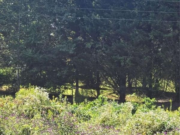 0 Highway 115, Cleveland, GA 30528