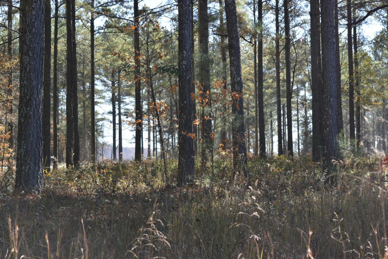 0 Split Rail Way, Lot 1131 Way, Guild, TN 37340 Main Photo