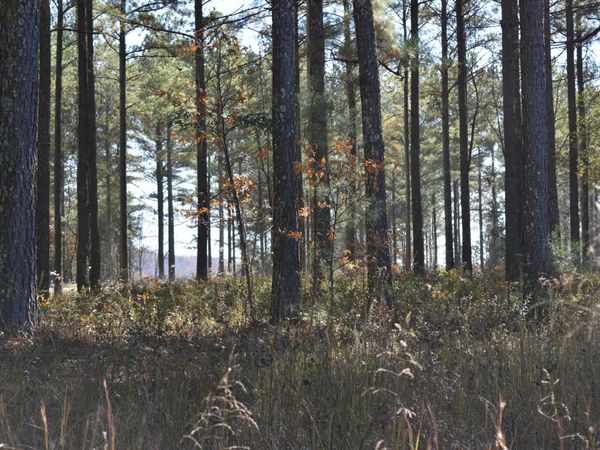 0 Split Rail Way, Lot 1131 Way, Guild, TN 37340