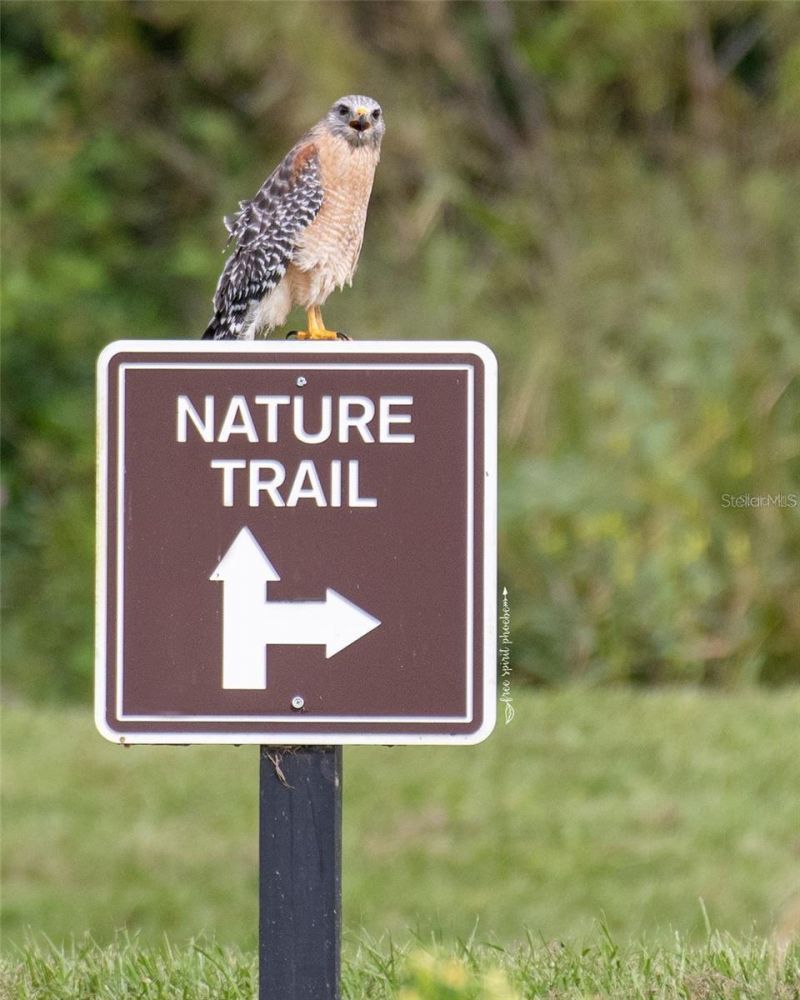 15783 Tangerine Dream Court, Winter Garden, FL 34787 Photo