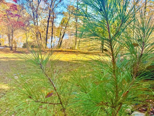 .71 Acres County Road 129, Bremen, AL 35033