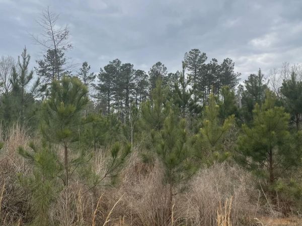 Co Rd 419, Calhoun City, MS 38916