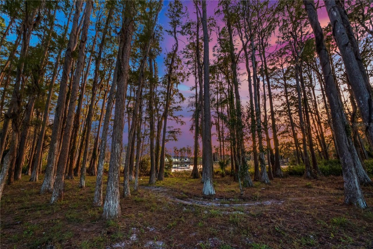 17336 Ballmont Park Drive, Odessa, FL 33556 Photo