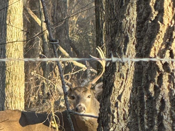 000 E 1320 Road, El Dorado Springs, MO 64744