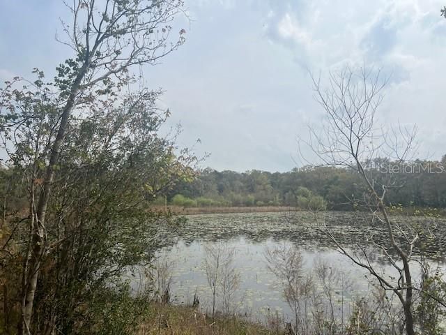 16222 Livingston Avenue, Lutz, FL 33559 Photo