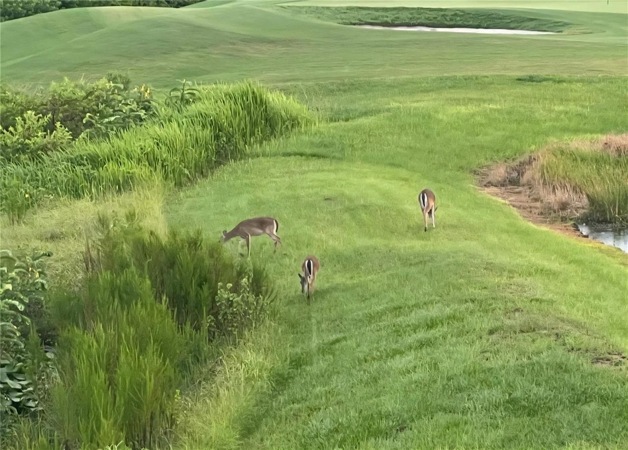 8112 Cleobury Drive, Orlando, FL 32832 Photo