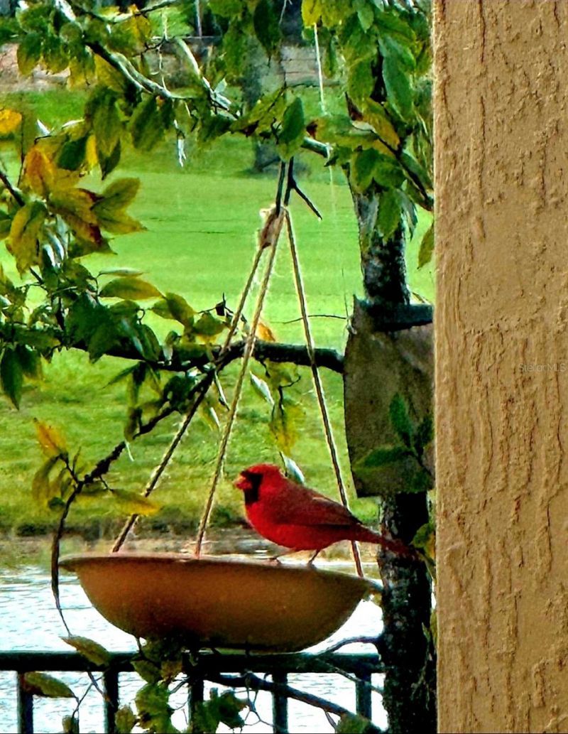 8112 Cleobury Drive, Orlando, FL 32832 Photo