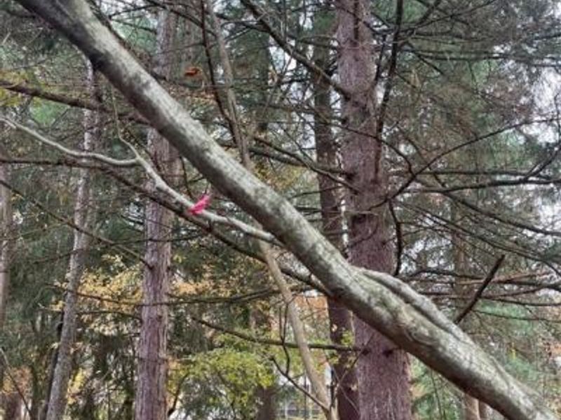 420 W Whiteman Street, Yellow Springs, OH 45387 Photo 32