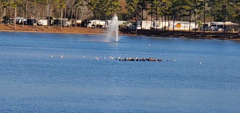 2729 Libra Drive Photo 46