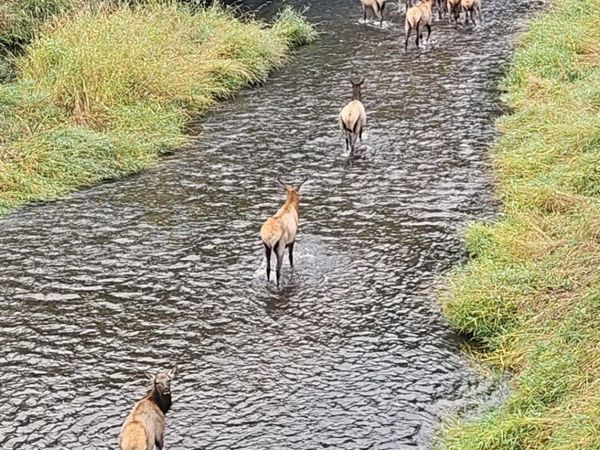 188 Pisqually Lane, Azalea, OR 97410