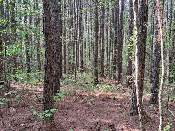 Lot 14 Airport Rd (PCA), Rockwood, TN 37854