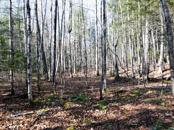 M7 L19-5 Pine Bluff Road, Embden, ME 04958