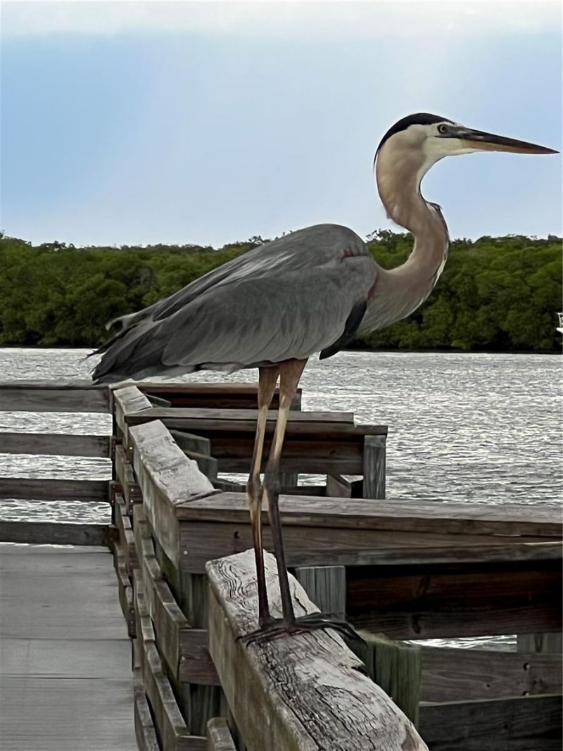 418 Cerromar Court, Unit 261, Venice, FL 34293 Photo
