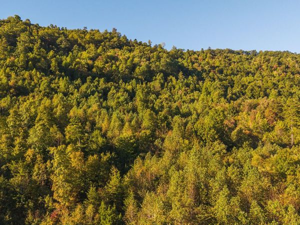 0 Black Valley Rd, Sneedville, TN 37869