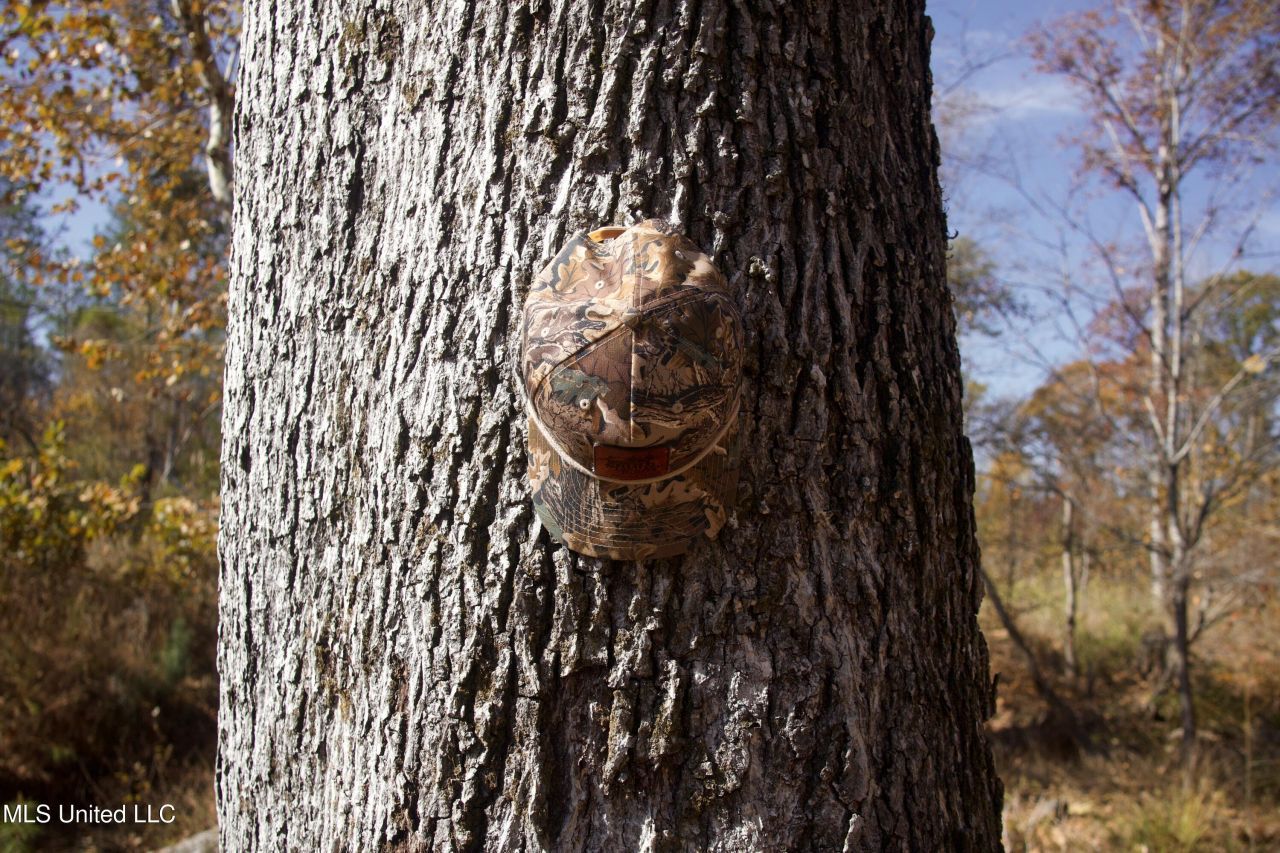 Off Cr 115, Carrollton, MS 38917 Main Photo