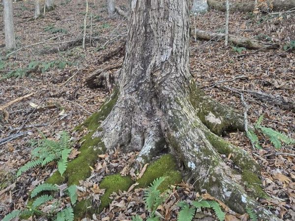 2351 Line Road, Eidson, TN 37731