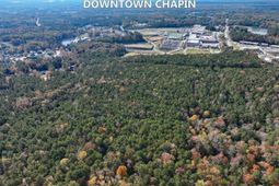 0 Woodthrush  photo 4