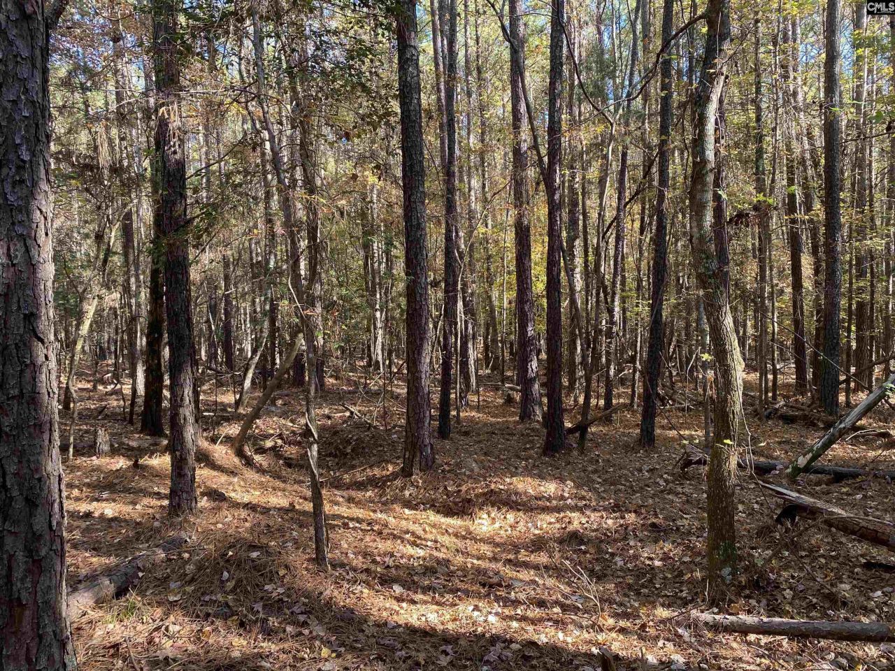 0 Woodthrush  Photo 4