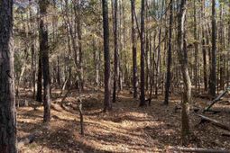 0 Woodthrush  photo 4