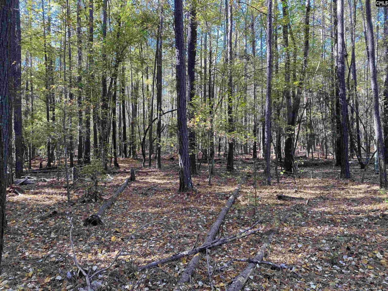 0 Woodthrush  Photo 5