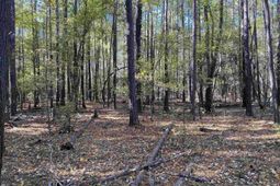 0 Woodthrush  photo 4