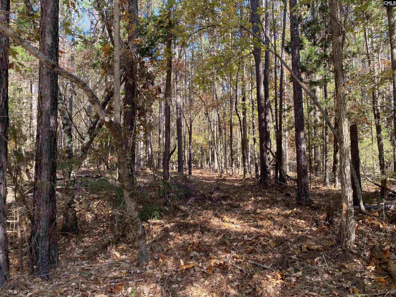 0 Woodthrush  Photo 6