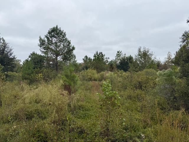 5000 NW Little Cat Rd, Madison, FL 32340 Photo