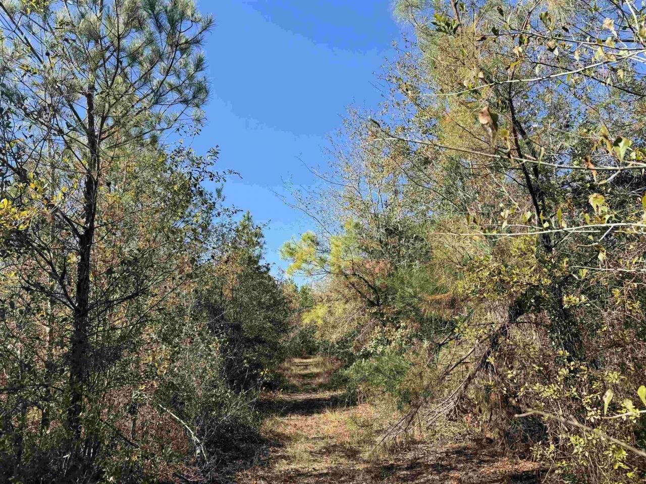 5000 NW Little Cat Rd, Madison, FL 32340 Photo