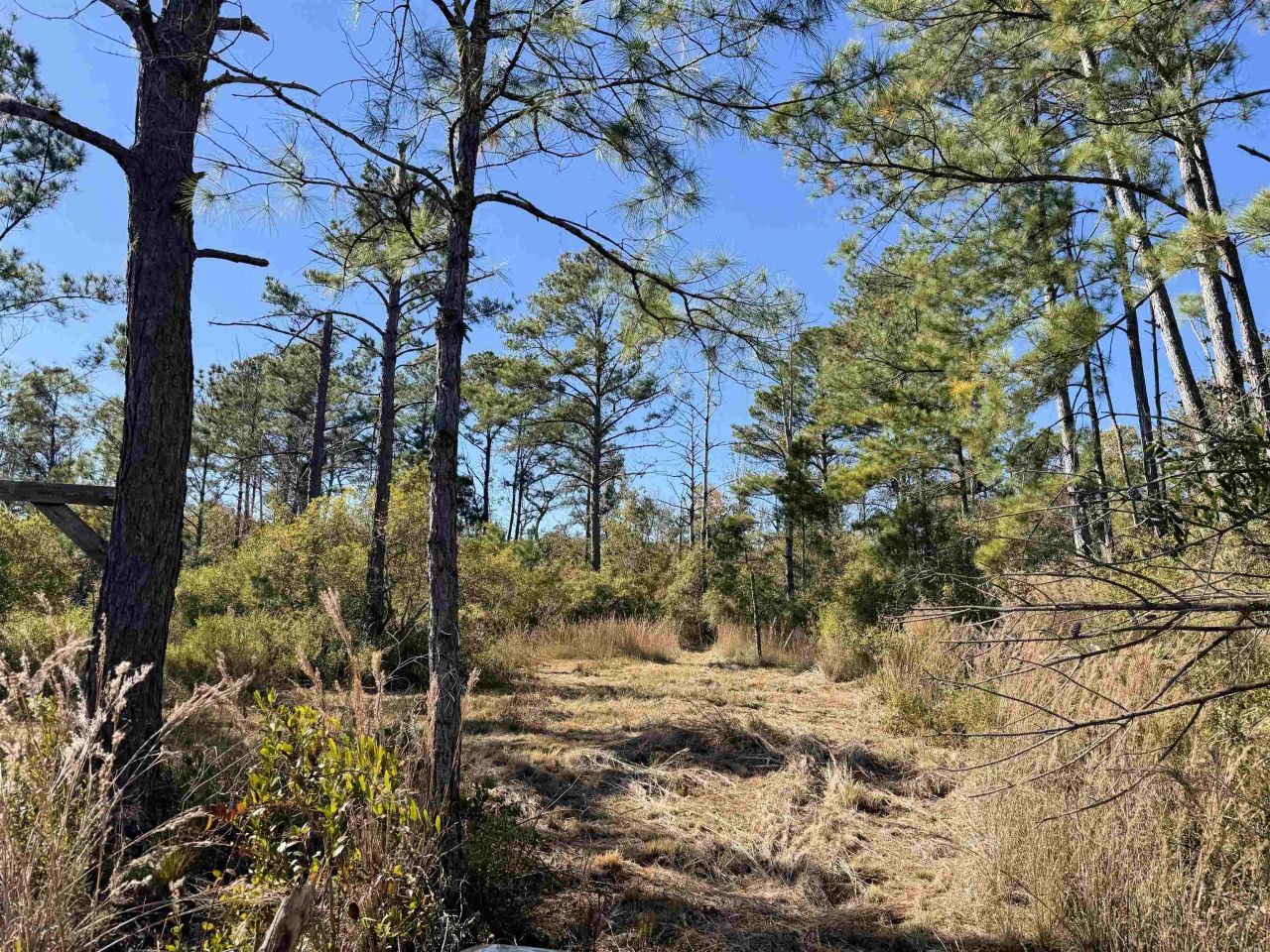 5000 NW Little Cat Rd, Madison, FL 32340 Photo