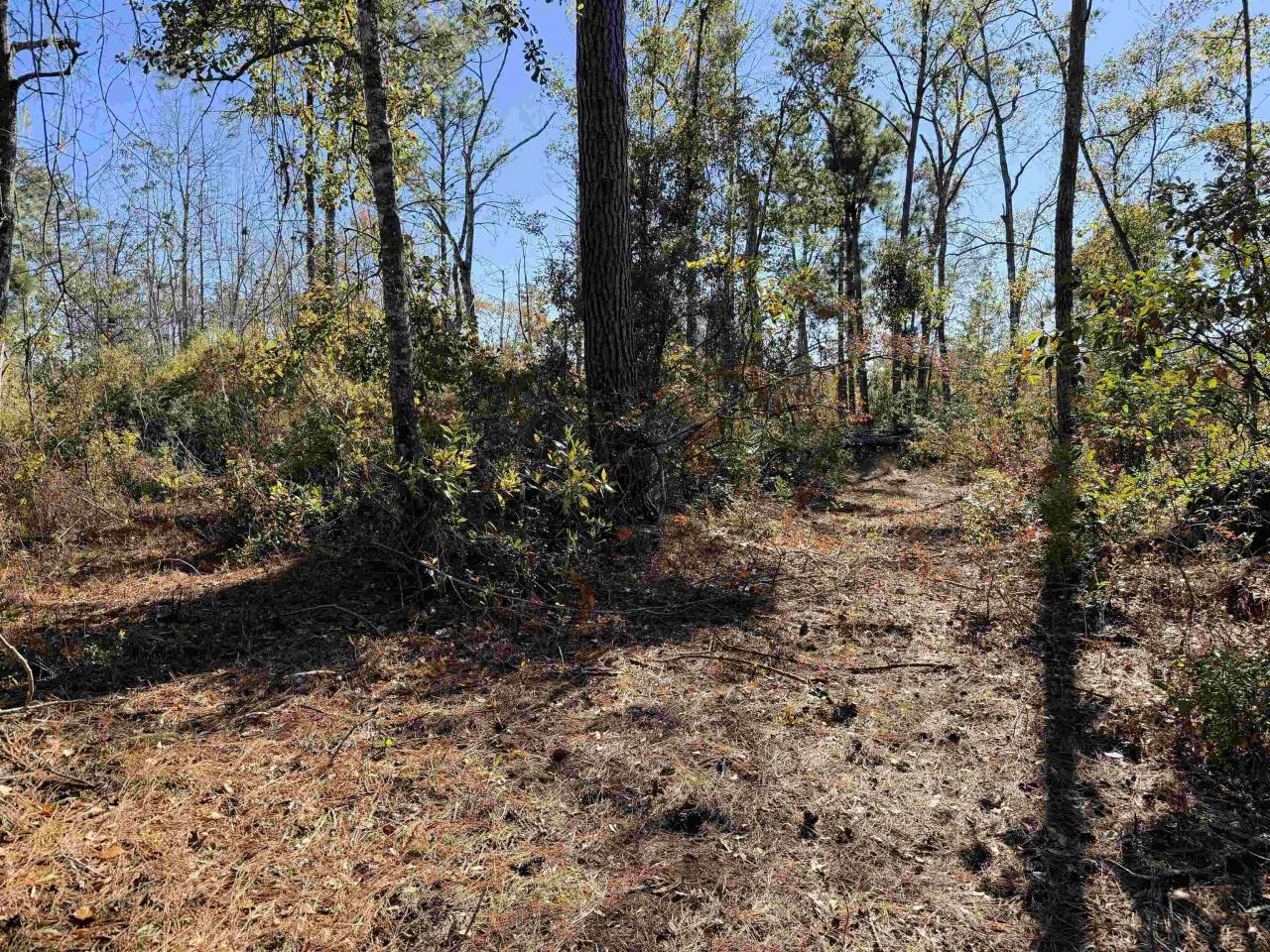 5000 NW Little Cat Rd, Madison, FL 32340 Photo