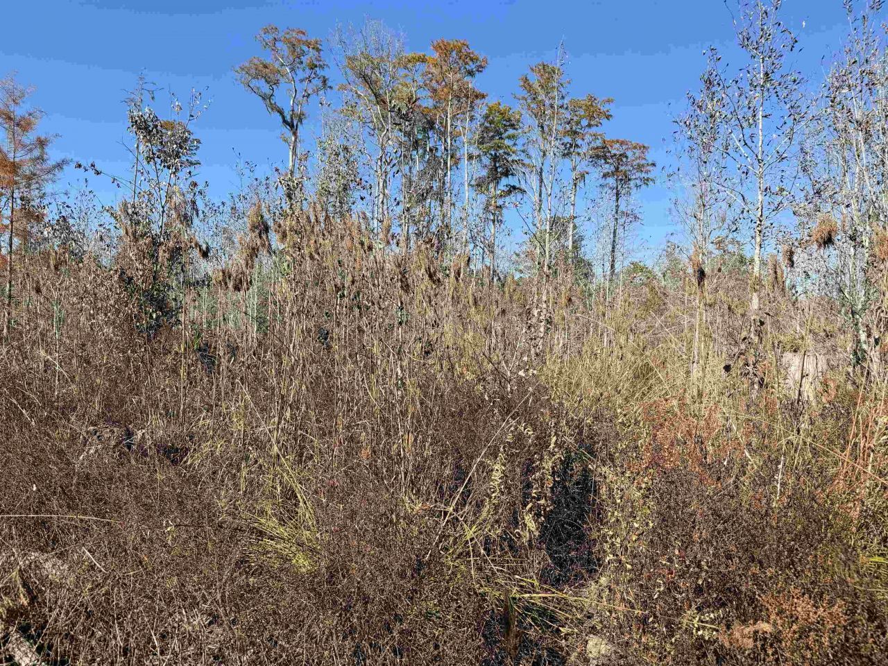 5000 NW Little Cat Rd, Madison, FL 32340 Photo