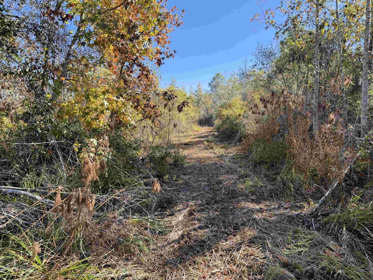 5000 NW Little Cat Rd, Madison, FL 32340 Photo