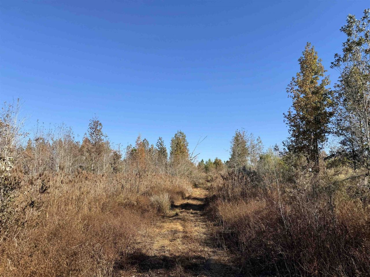 5000 NW Little Cat Rd, Madison, FL 32340 Photo