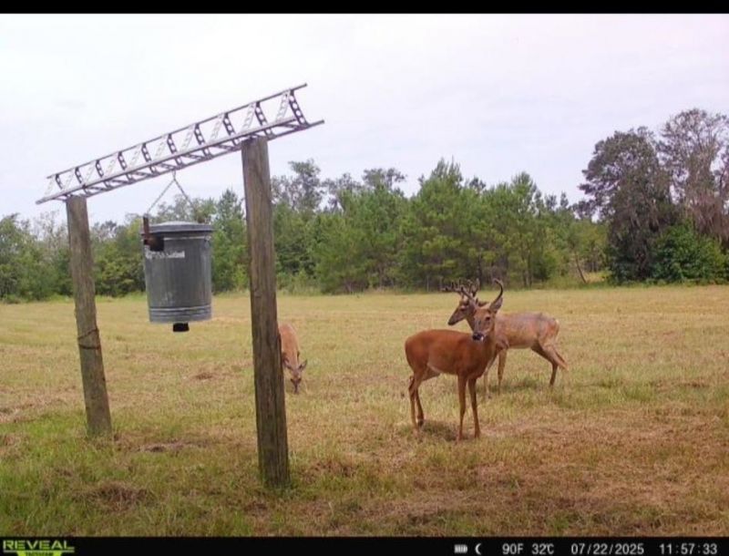 5000 NW Little Cat Rd, Madison, FL 32340 Photo