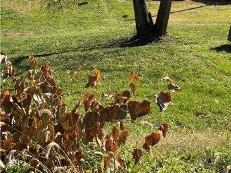 448 Market Street, Clarington, OH 43915 Photo 2