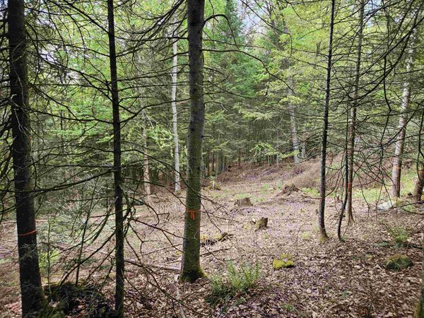 35 Langway Road, Lyman, NH 03585