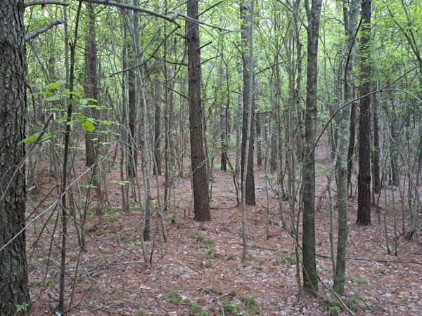 Lot 22 Airport Rd (PCA), Rockwood, TN 37854