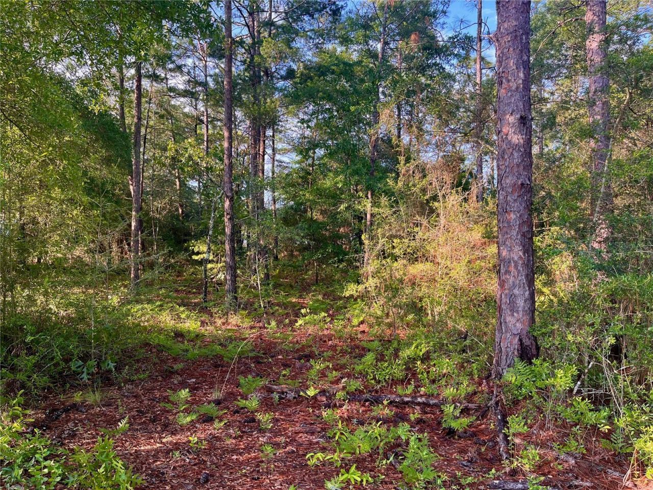 Pinetree Lane, Defuniak Springs, FL 32433 Photo