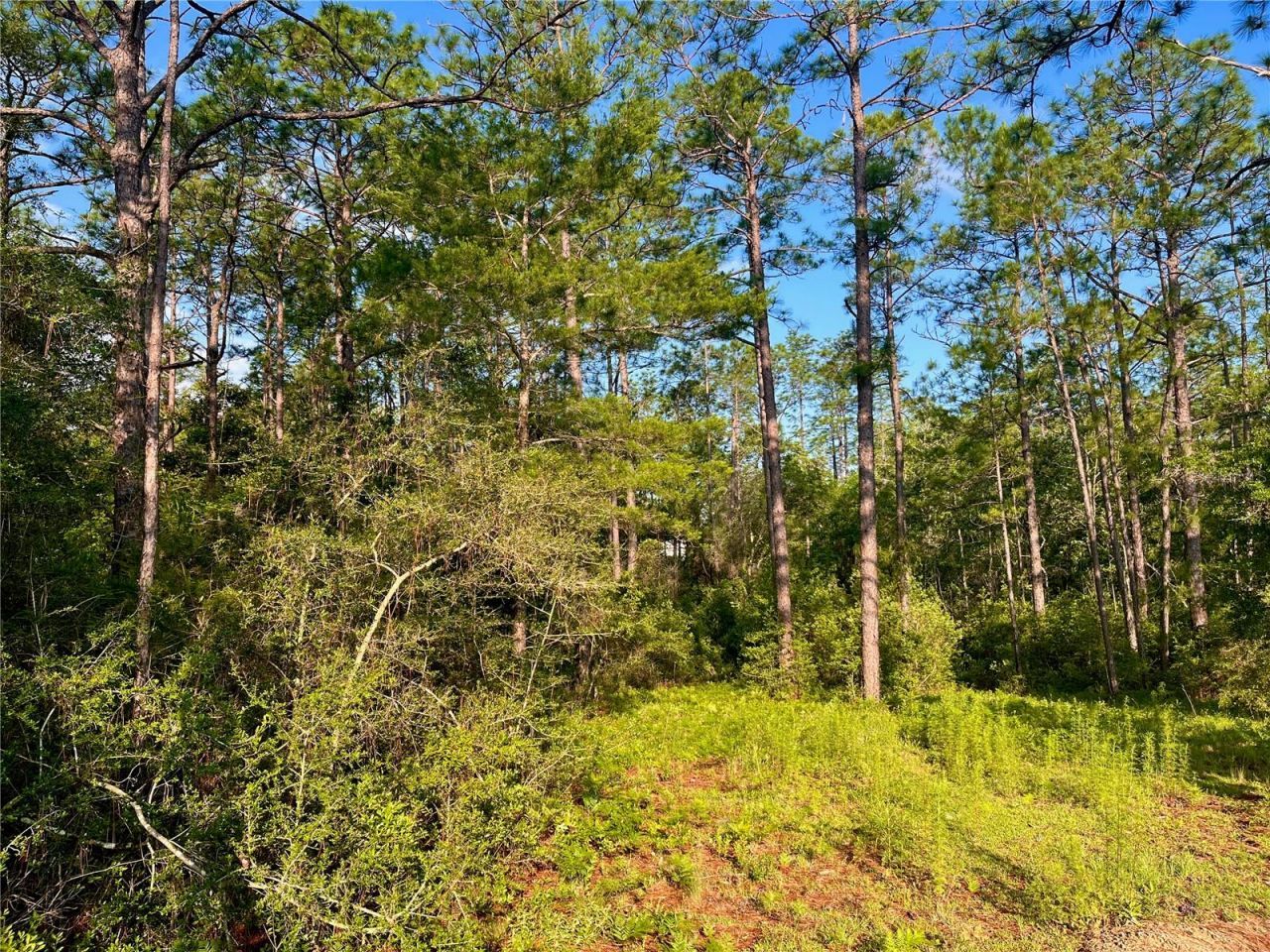 Pinetree Lane, Defuniak Springs, FL 32433 Photo