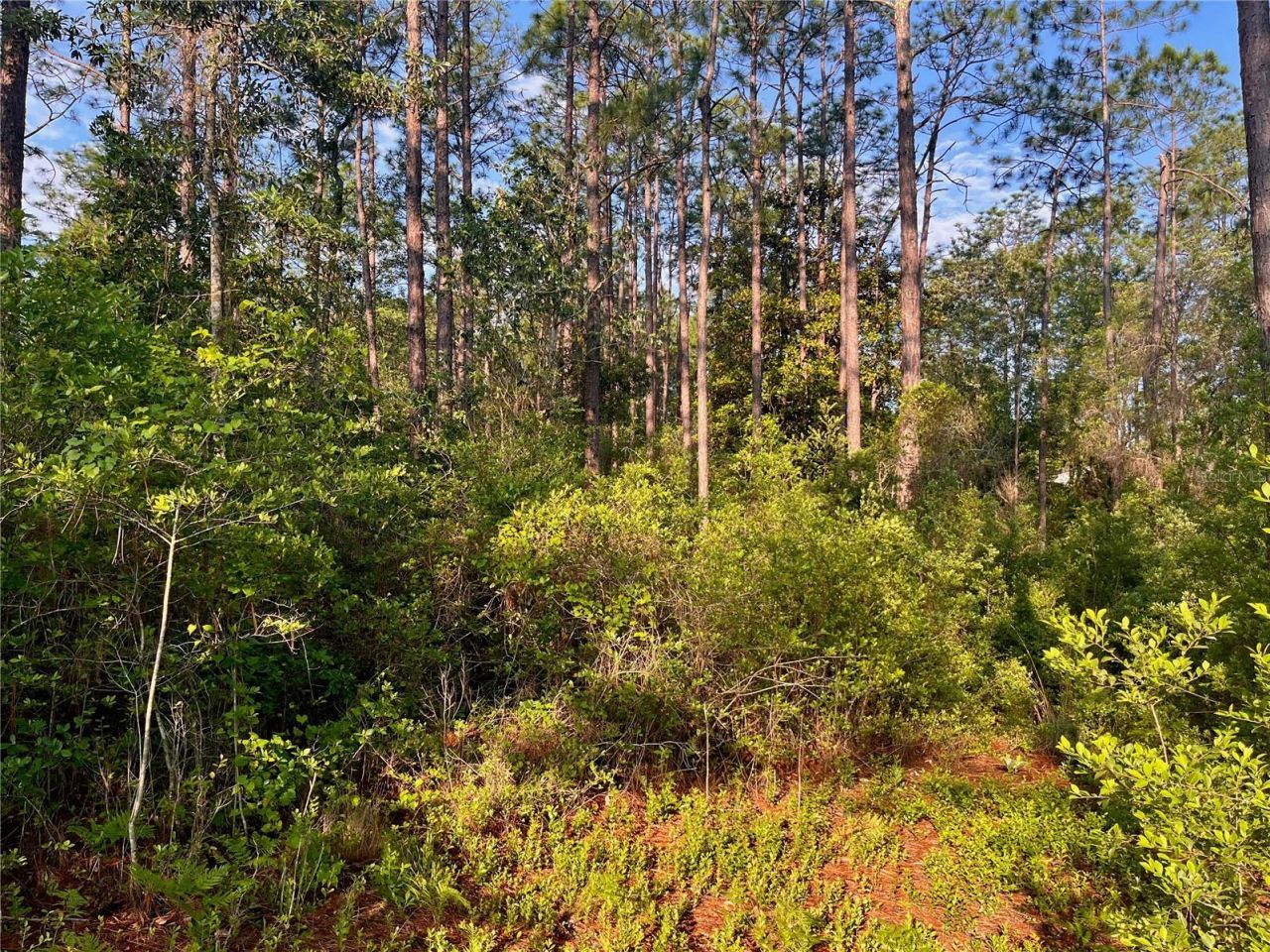 Pinetree Lane, Defuniak Springs, FL 32433 Photo