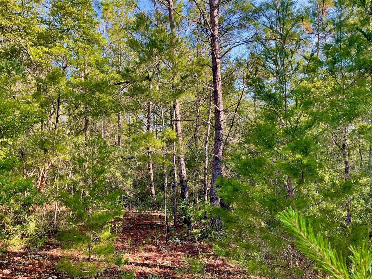 Pinetree Lane, Defuniak Springs, FL 32433 Photo