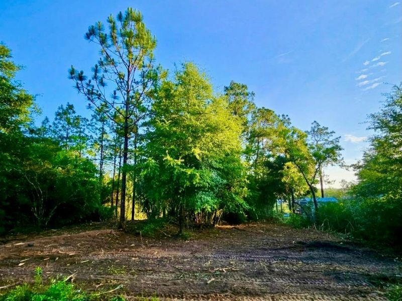 Pinetree Lane, Defuniak Springs, FL 32433 Photo