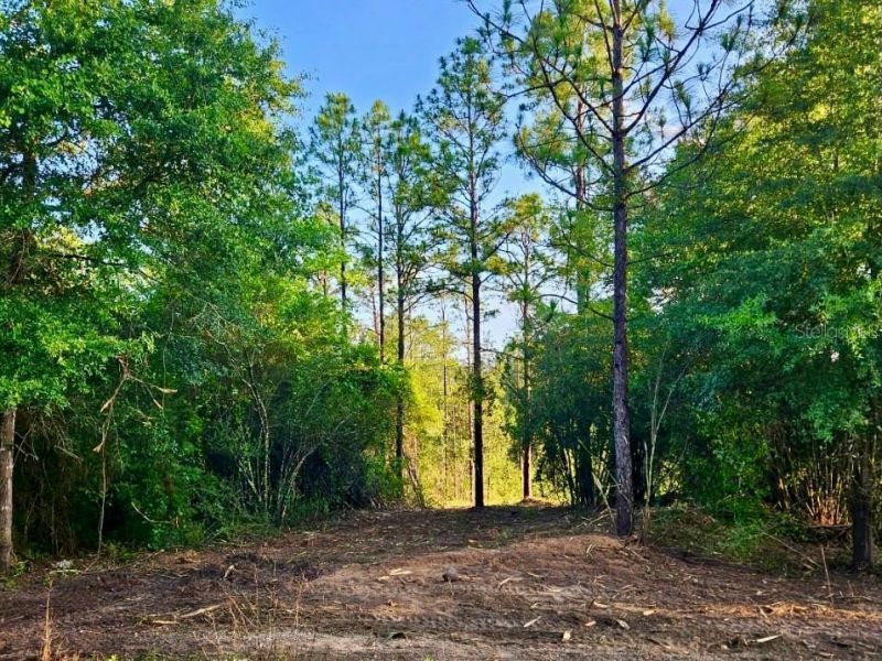 Pinetree Lane, Defuniak Springs, FL 32433 Photo