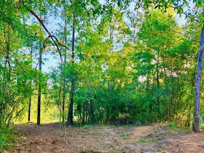 Pinetree Lane, Defuniak Springs, FL 32433 Photo