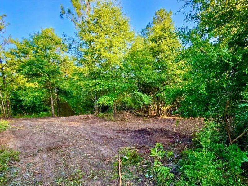 Pinetree Lane, Defuniak Springs, FL 32433 Photo