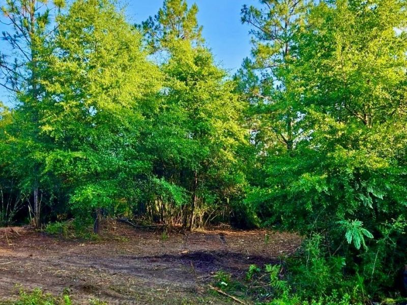 Pinetree Lane, Defuniak Springs, FL 32433 Photo