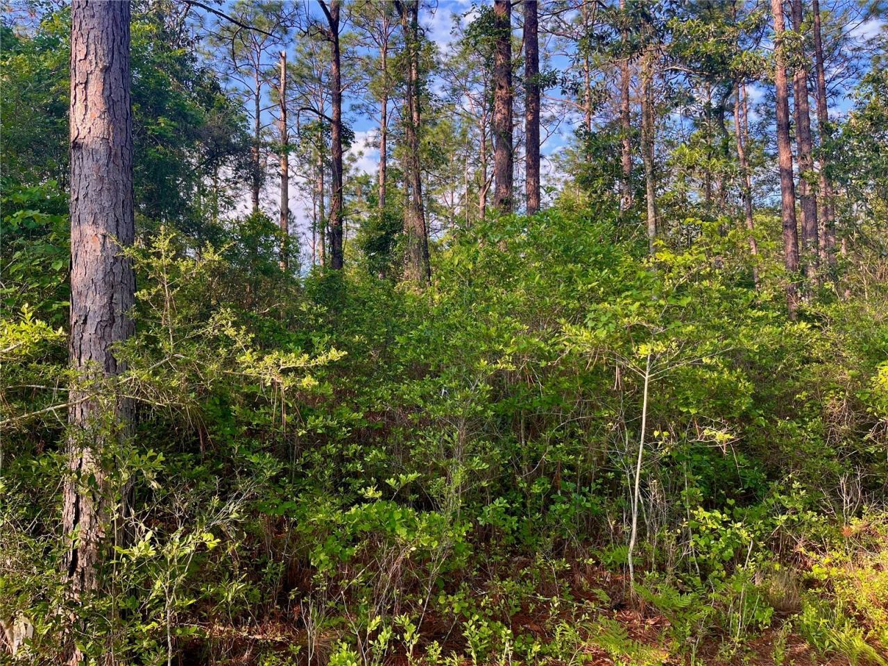 Pinetree Lane, Defuniak Springs, FL 32433 Photo